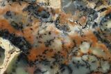 Polished Wanong Dendritic Opal Slab - Australia #132914-1